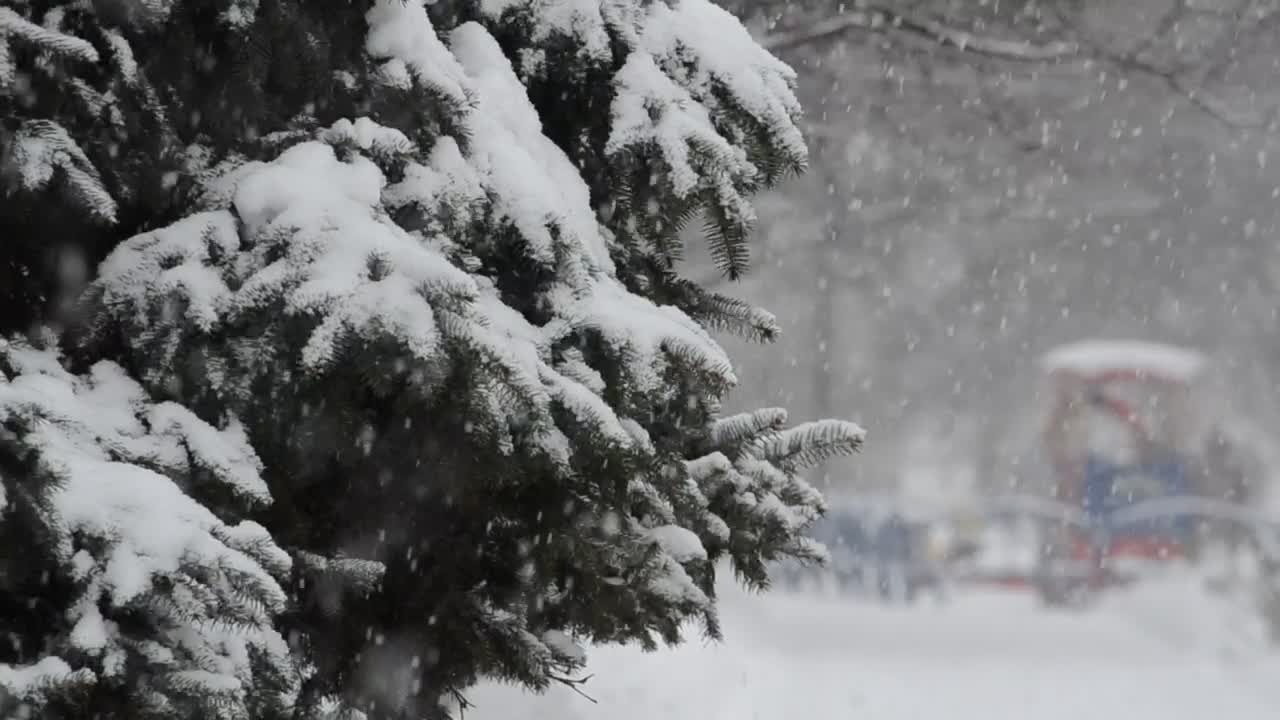 Stock Video Heavy Snow Falling On A Tree Animated Wallpaper - Free Download