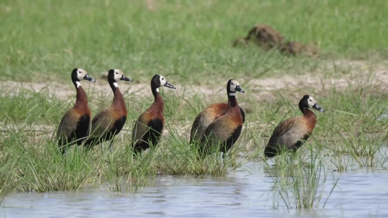 Stock Footage Whistling Ducks Around A Lake Live Wallpaper - Free Download