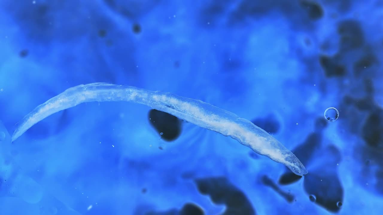 Free Video Stock texture of a bacteria floating in liquid Live Wallpaper - Free Download