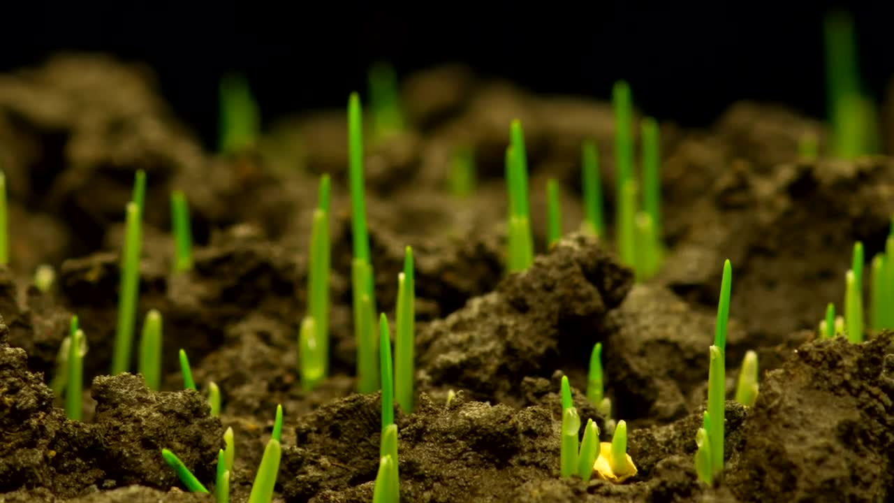 Stock Video Green Plants Slowly Growing Above The Ground Live Wallpaper For PC - Free Download