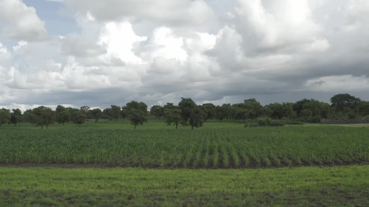 Stock Video Farm In Africa With Crops Live Wallpaper For PC - Free Download