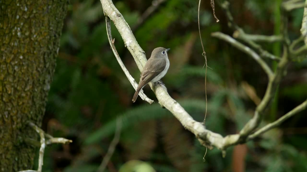 Stock Video Flycatcher In A Forest Live Wallpaper For PC - Free Download
