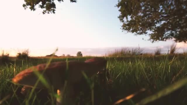 Stock Video Large Mushroom In The Grass Smal Animated Wallpaper - Free Download