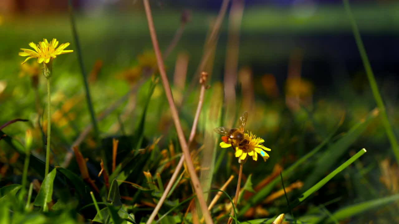 Stock Video Large Bee On A Bright Dandelion Animated Wallpaper - Free Download
