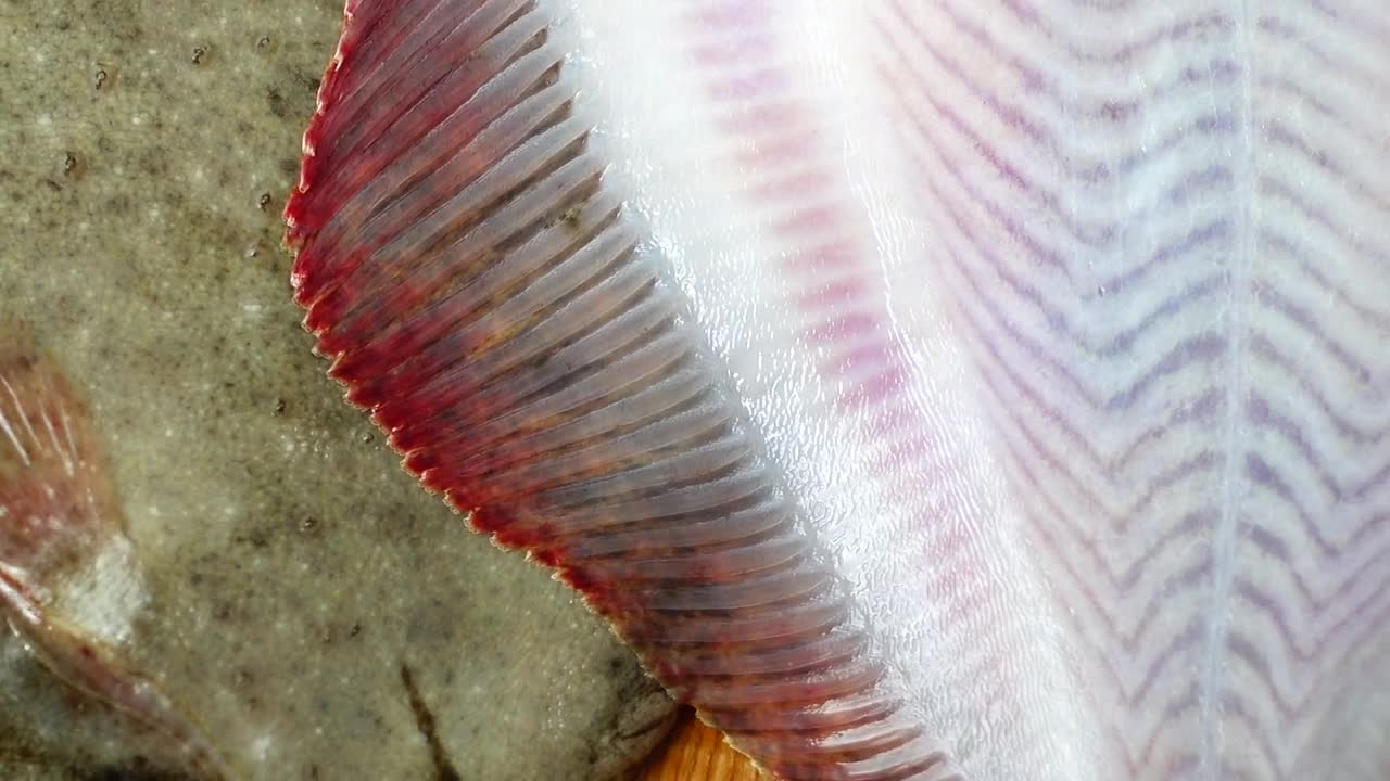 Stock Video Fresh Fish Fillets Live Wallpaper For PC - Free Download