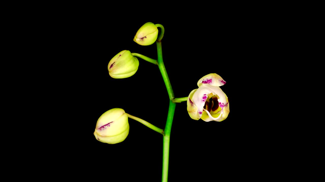 Stock Footage White Orchid Opens Live Wallpaper - Free Download
