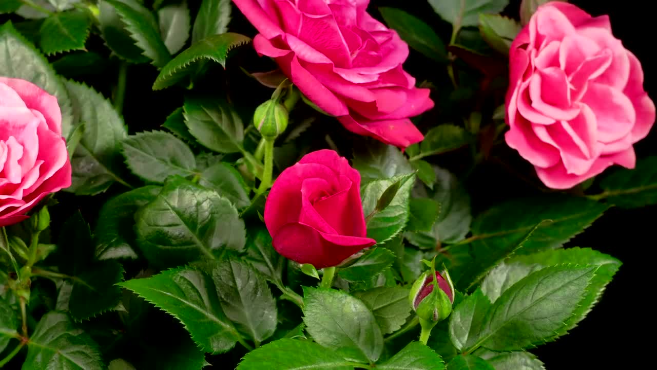Free Stock Video Roses Blooming In The Branches Live Wallpaper - Free Download