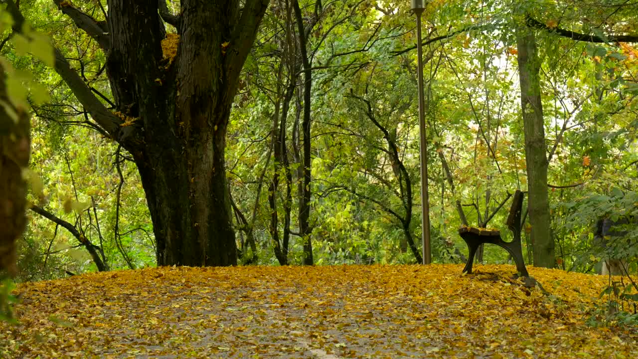 Stock Video Man Walking On The Park Kicking Leaves On The Groun Animated Wallpaper - Free Download