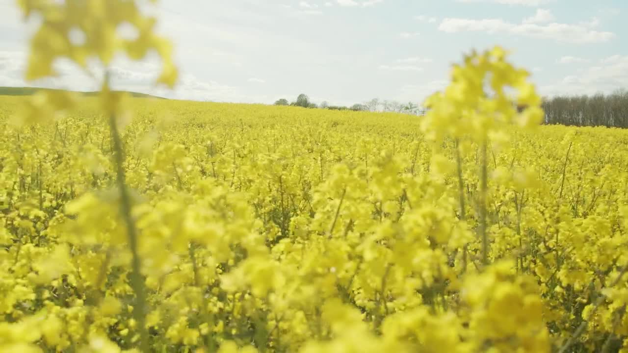 Stock Video Crops Ready For Harvest Live Wallpaper For PC - Free Download