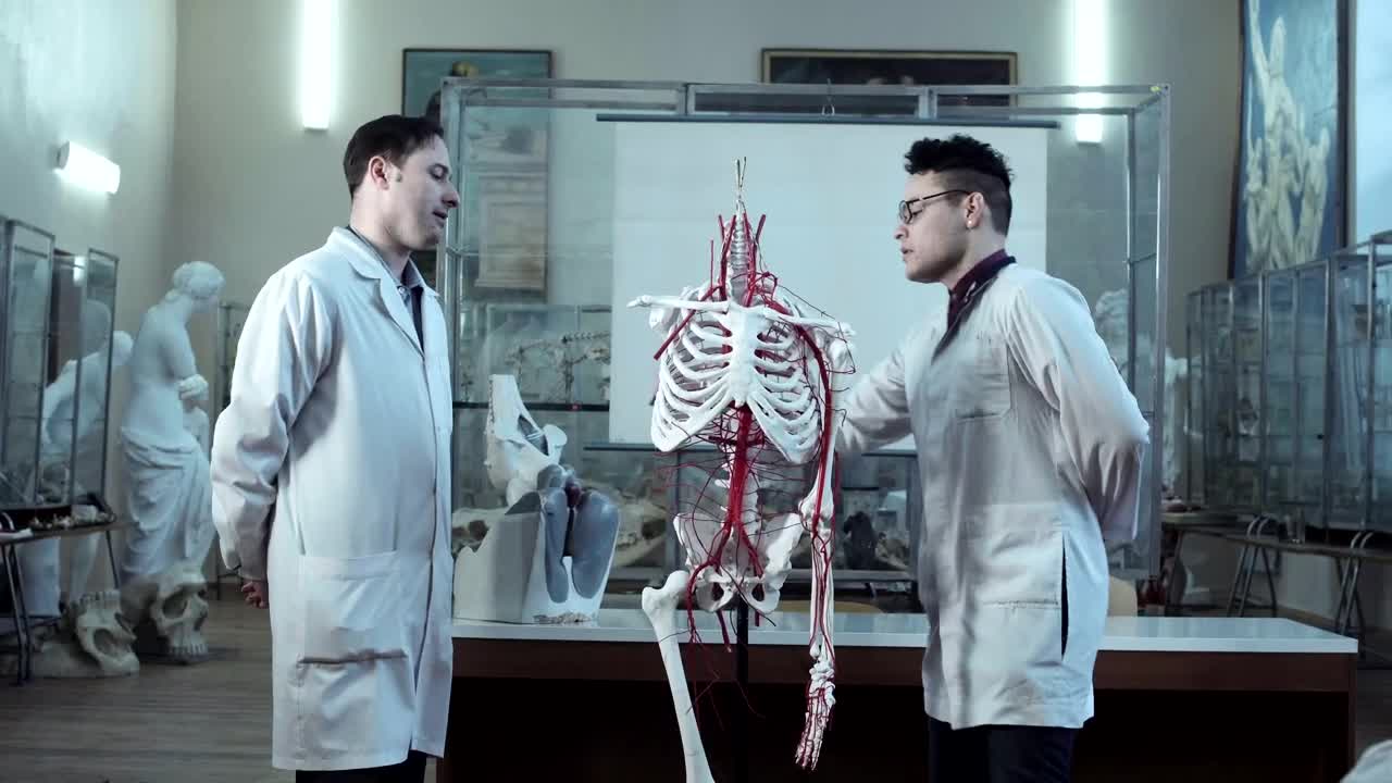 Free Video Stock Studying Human Anatomy With Dummy Skeleton Live Wallpaper - Free Download