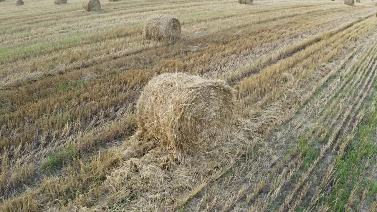 Stock Video Field With Grass Rolls Live Wallpaper For PC - Free Download