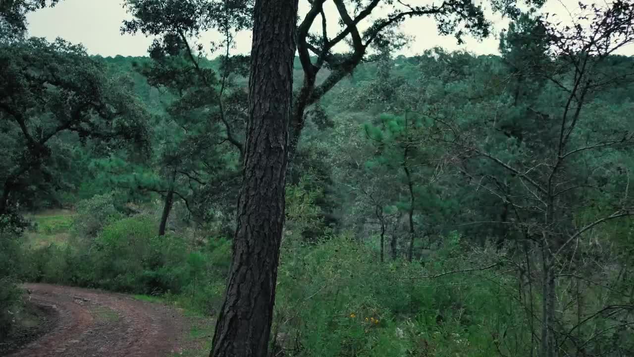 Stock Video Dense Green Forest Beside The Road Live Wallpaper For PC - Free Download