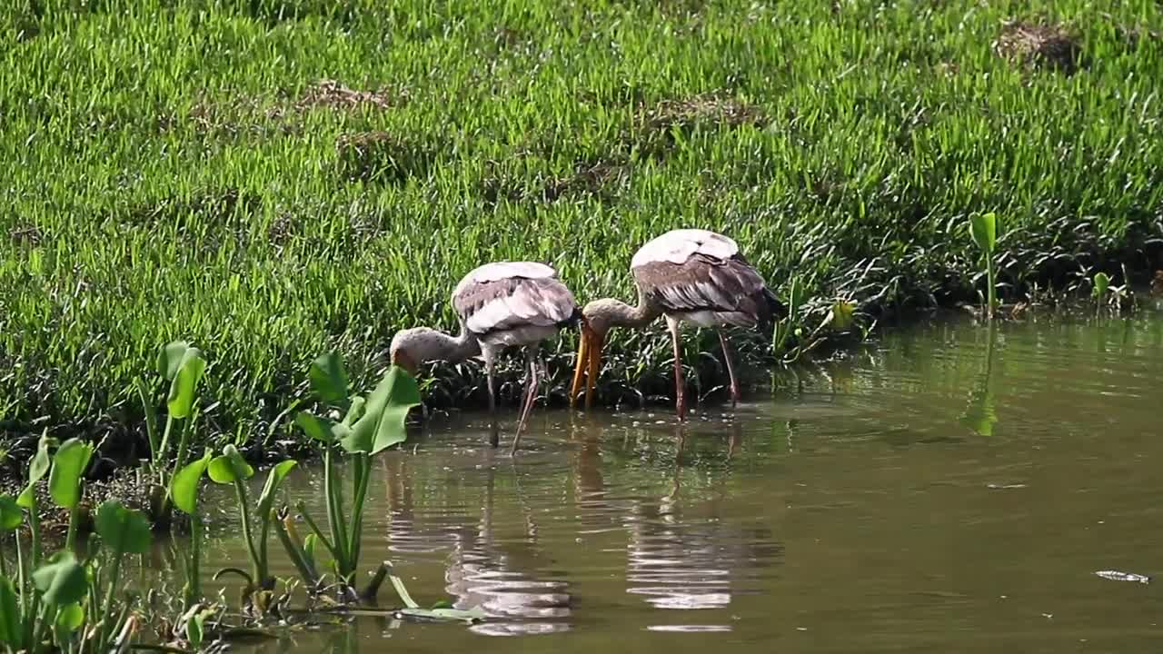 Stock Video Birds Fishing In Shallow Water Live Wallpaper For PC - Free Download