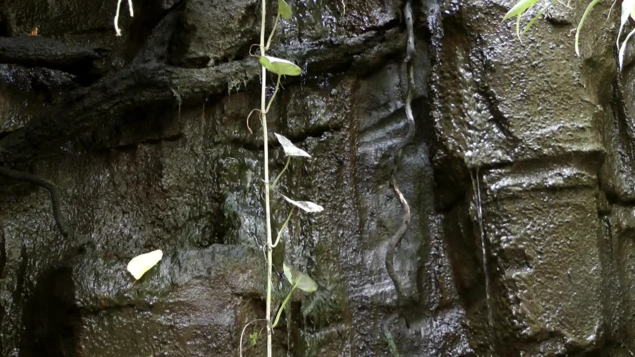 Stock Footage Water Trickling Down A Rock Wall Live Wallpaper - Free Download