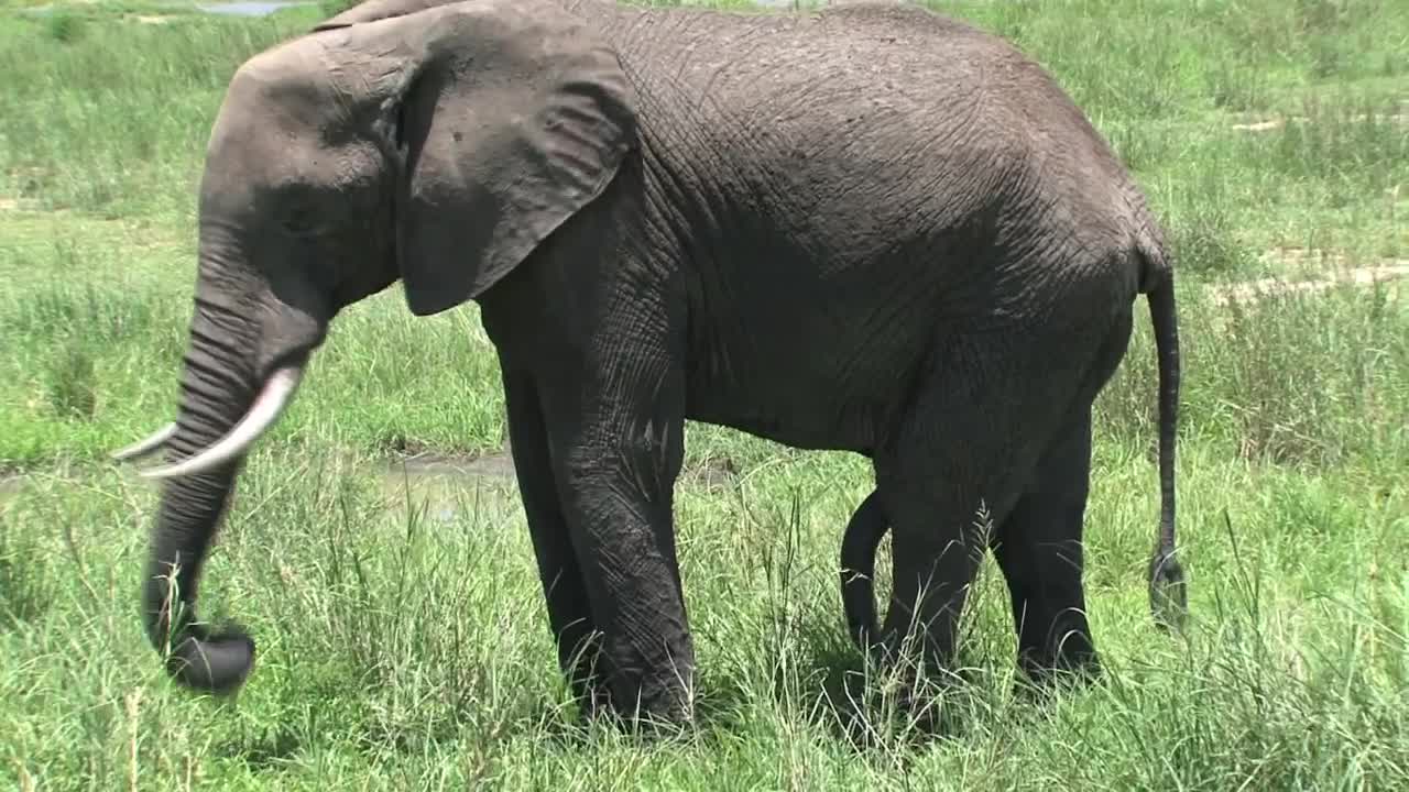 Stock Video Elephant Grazing In A Field Live Wallpaper For PC - Free Download