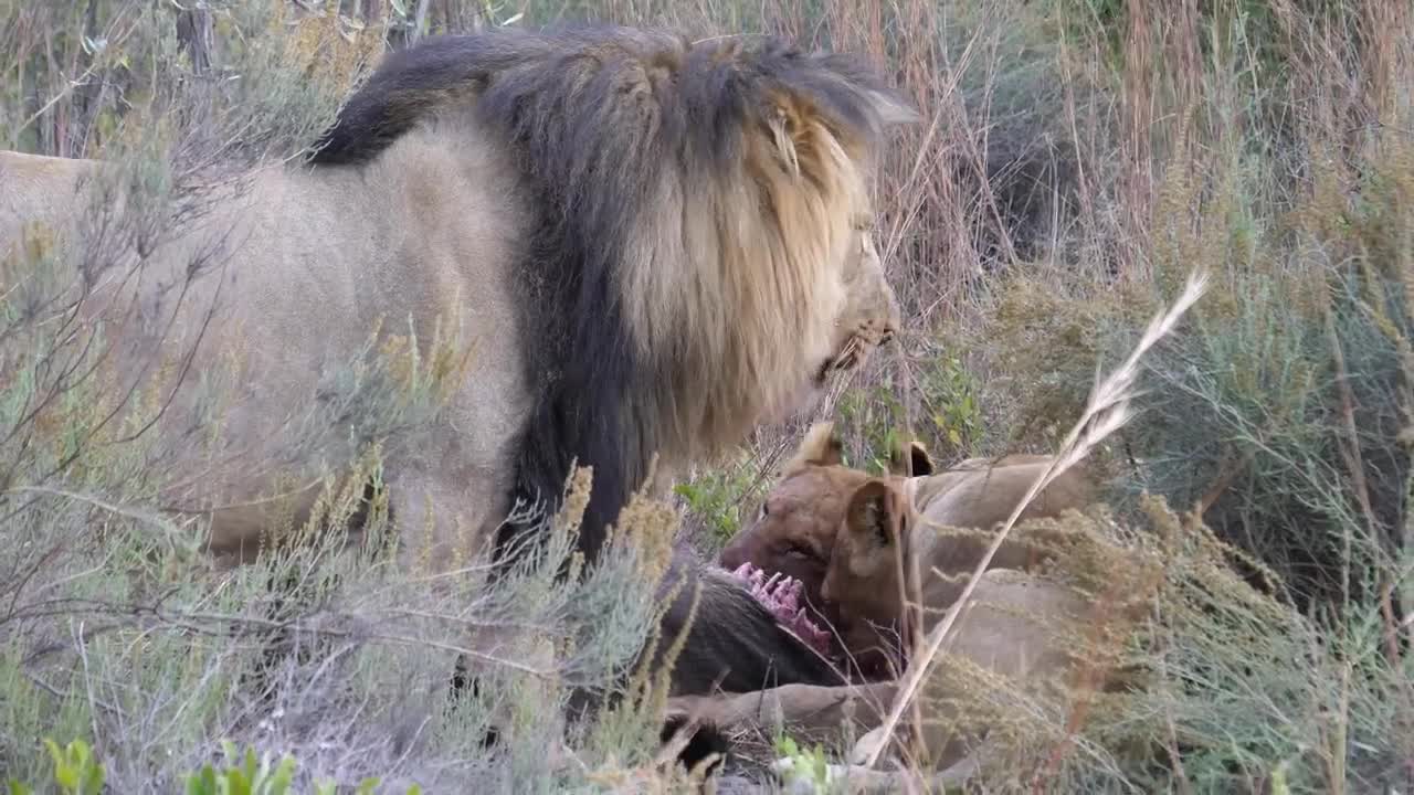 Stock Video Lions Eating From A Wildebeest Animated Wallpaper - Free Download
