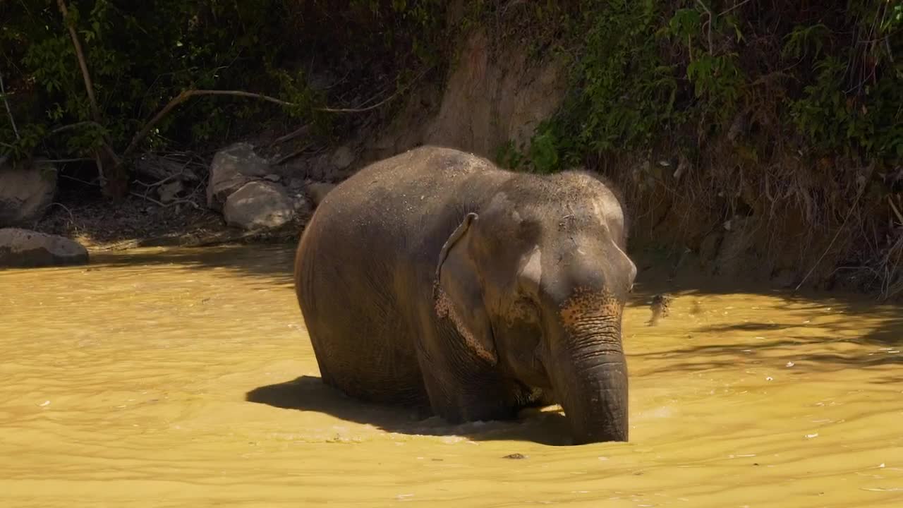 Stock Video Elephant Cooling Off In A Lake Live Wallpaper For PC - Free Download