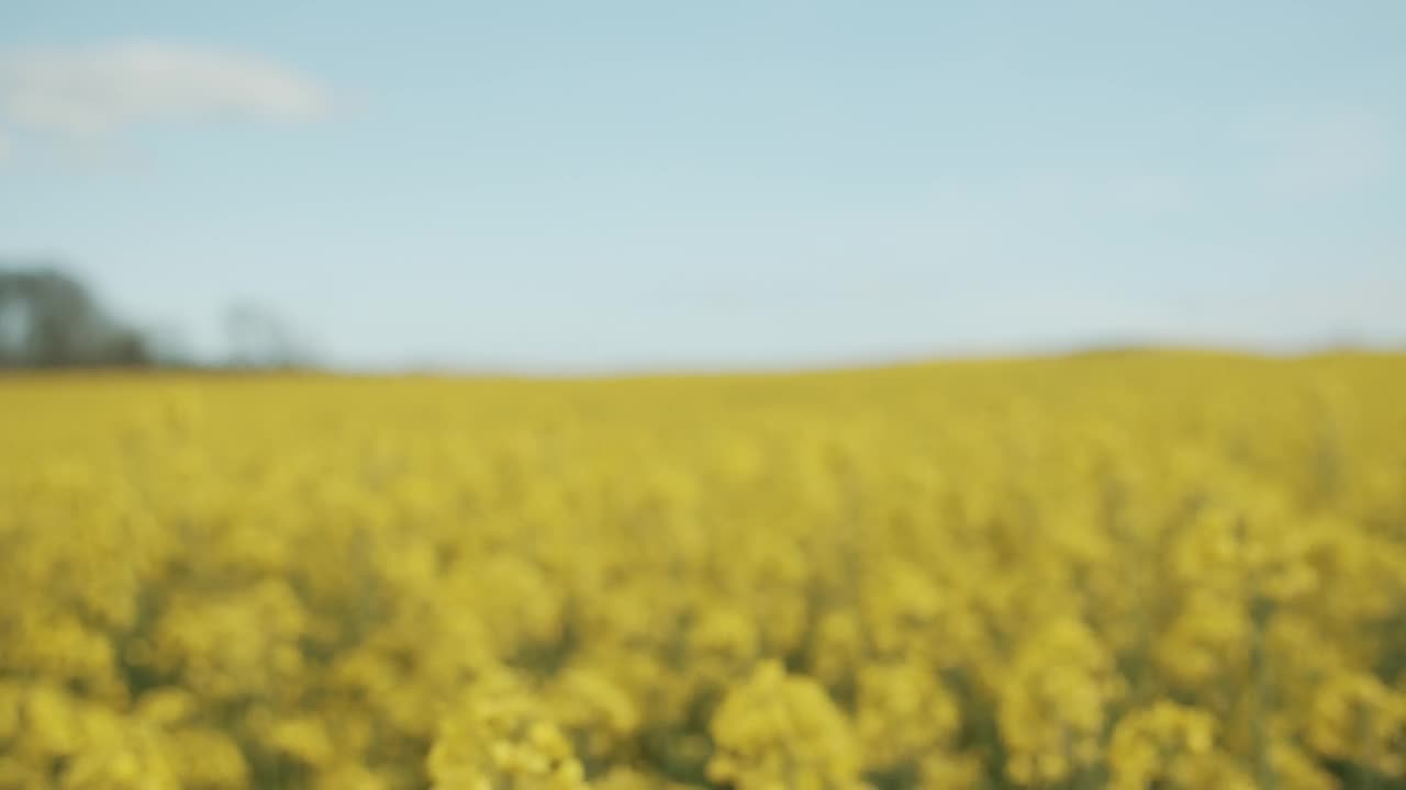 Stock Video Field Of Yellow Crops In Hazy Sunshine Live Wallpaper For PC - Free Download