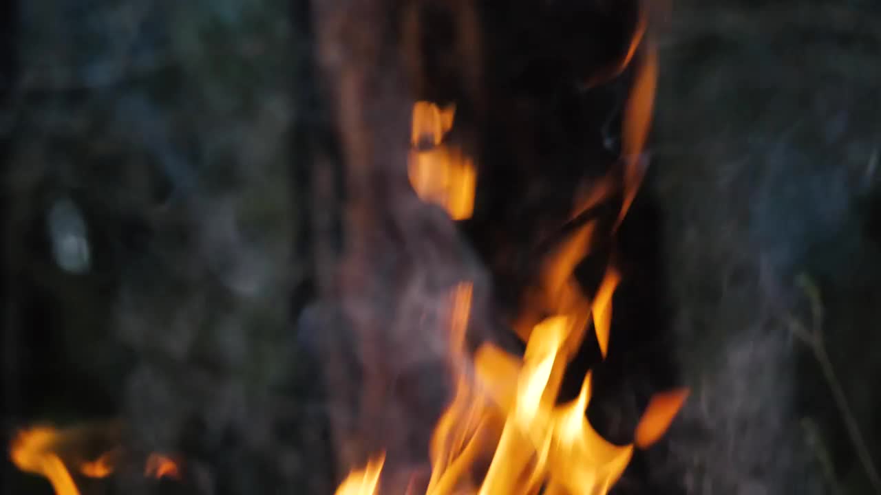 Stock Video Fire In Front Of Tree Trunk Live Wallpaper For PC - Free Download