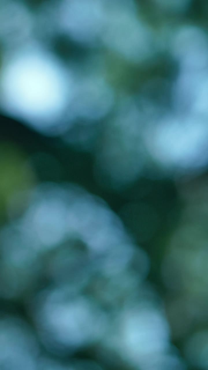 Stock Video Green Leaves And Branches Of A Tree Out Of Focus Live Wallpaper For PC - Free Download