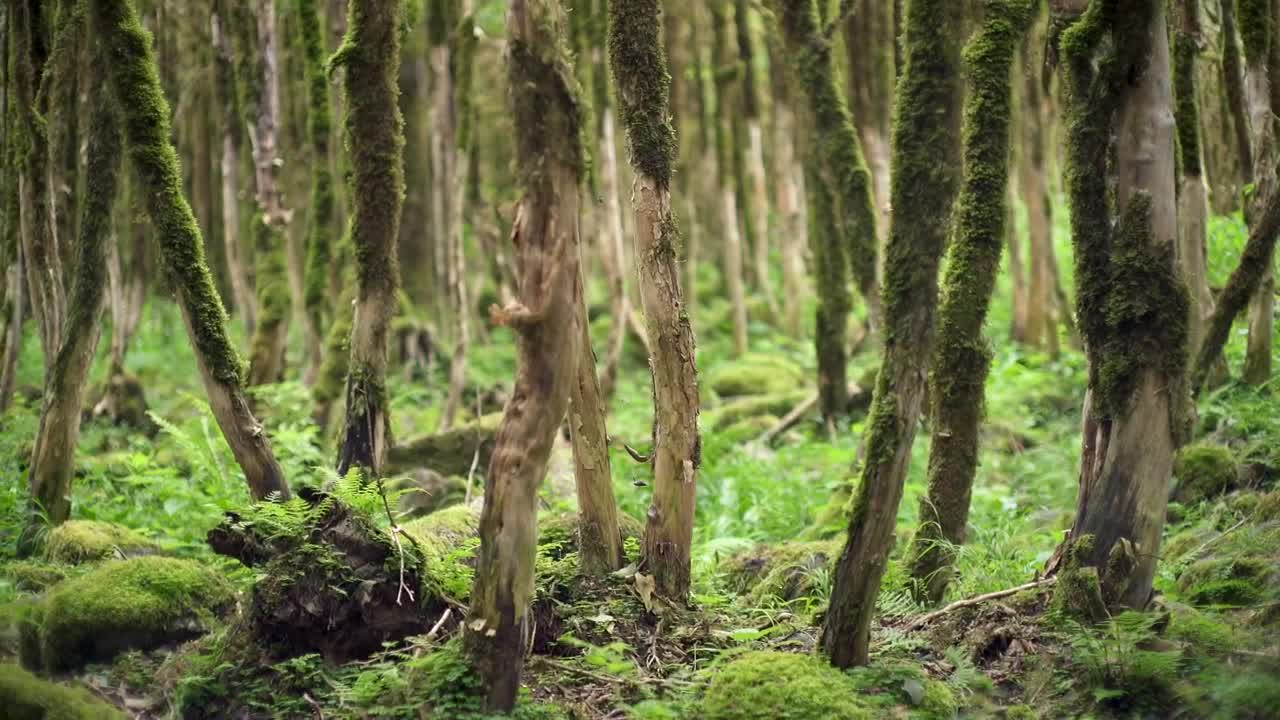 Stock Video Green Forest Covered In Moss Live Wallpaper For PC - Free Download