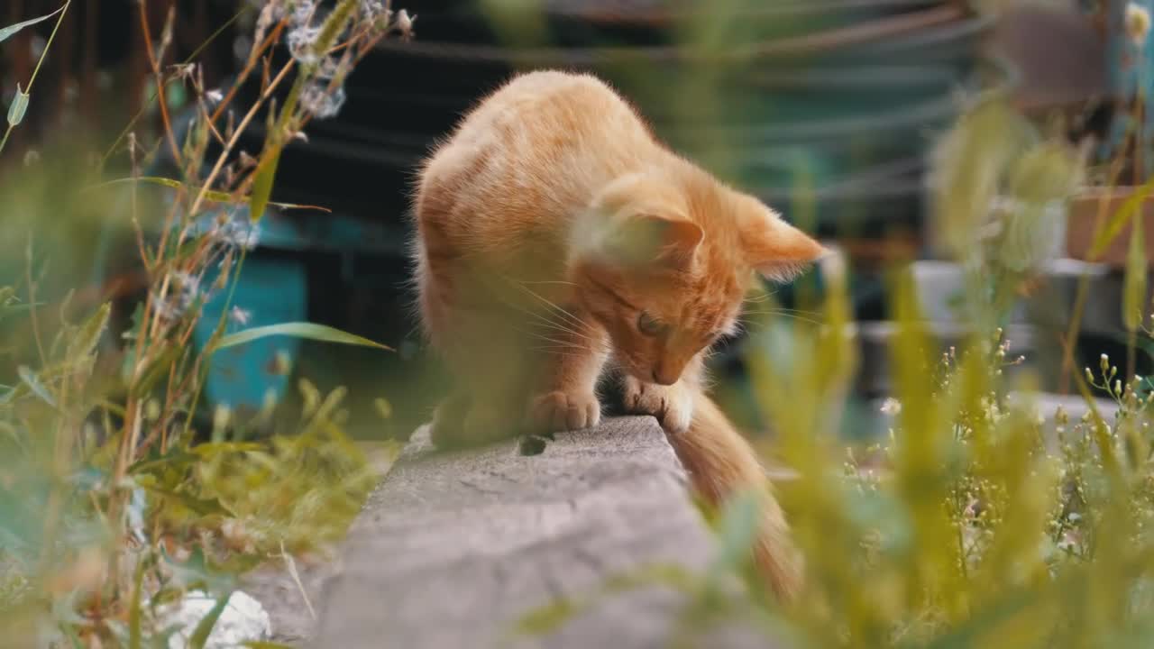 Free Video Stock Stray Cat Looking For Food Live Wallpaper - Free Download
