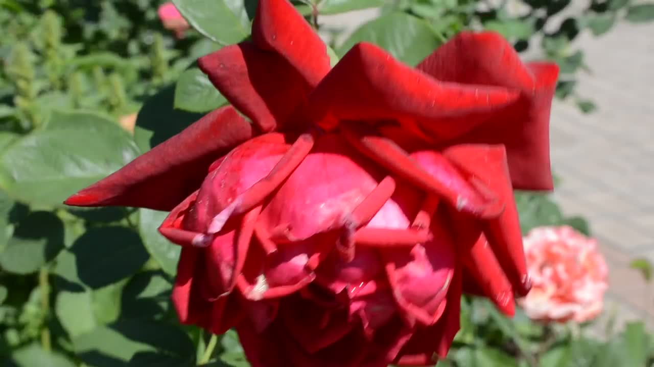 Free Stock Video Roses Growing In A City Park Live Wallpaper - Free Download