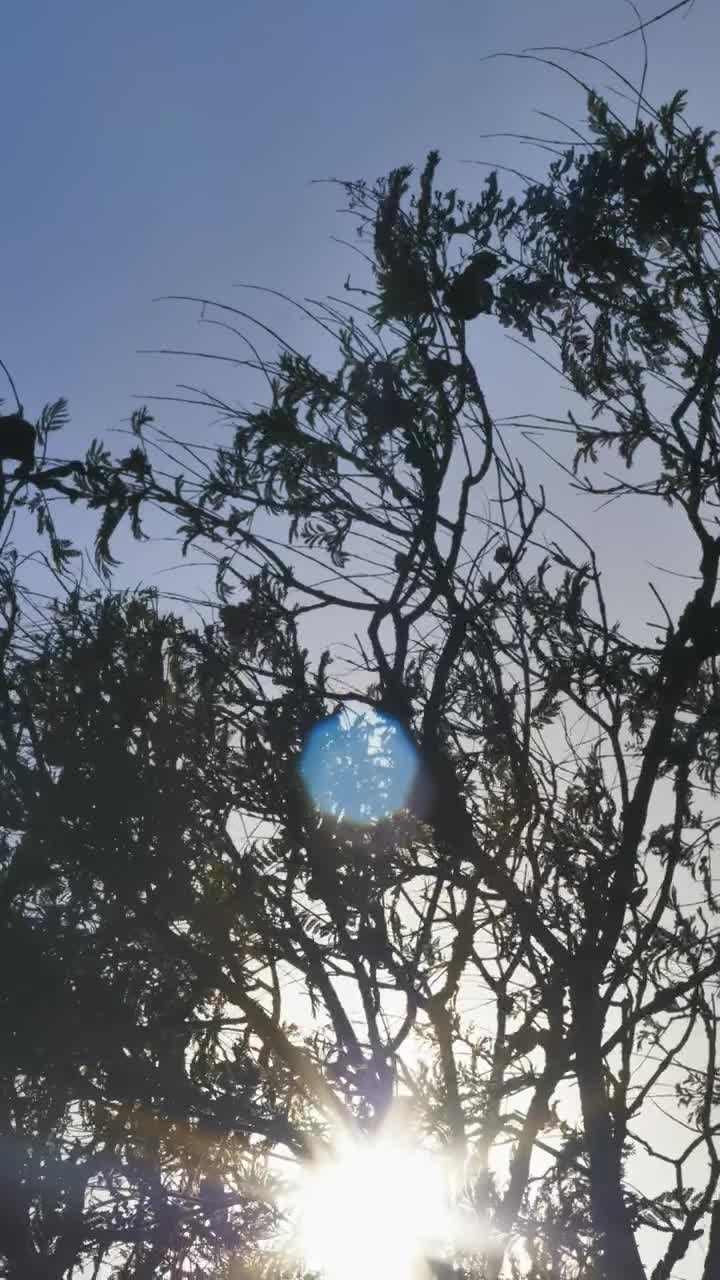 Stock Video Glowing Sun Through A Tree Live Wallpaper For PC - Free Download