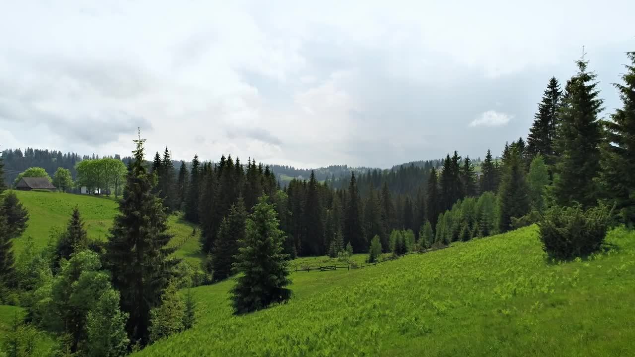 Stock Video Beautiful Green Forest Full Of Pine Trees In Spring Live Wallpaper For PC - Free Download