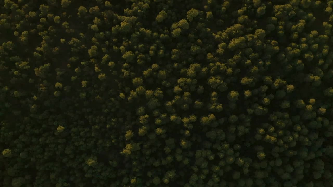 Stock Video Forest Of Abundant Trees Traveled From Above Live Wallpaper For PC - Free Download