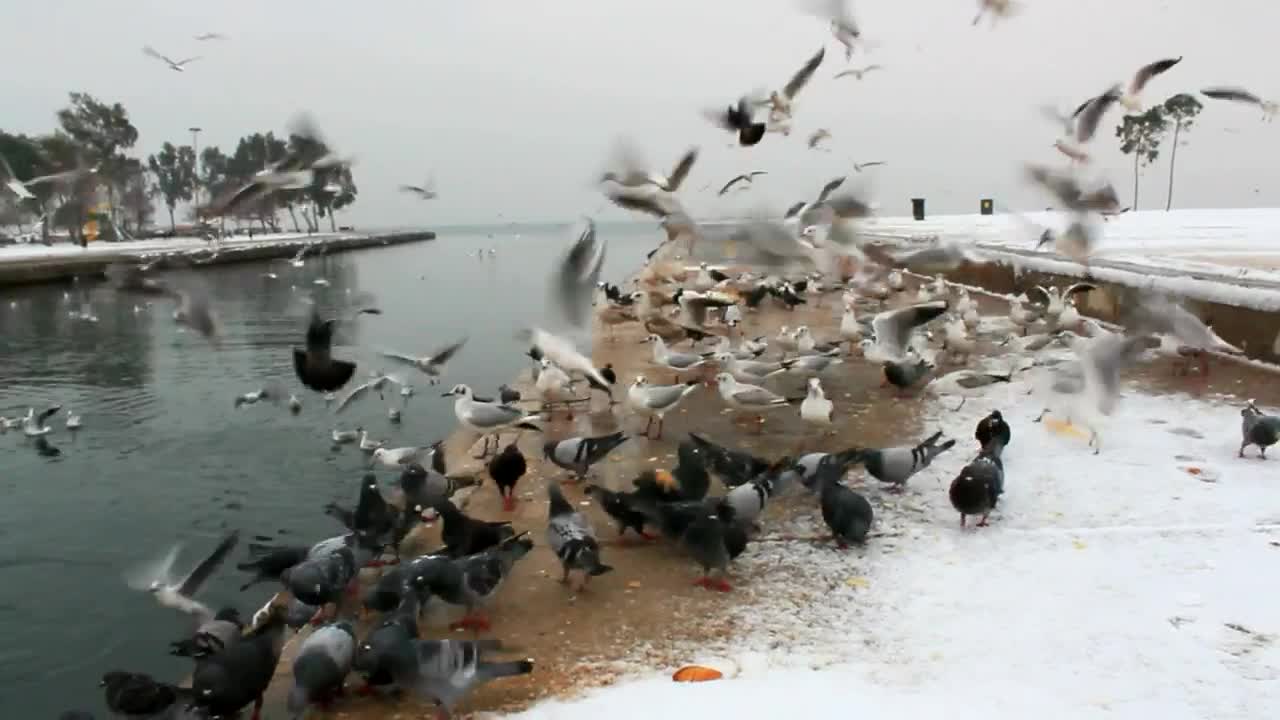 Video Stock Pigeons Feeding In The Cold Winter Live Wallpaper Free - Free Download