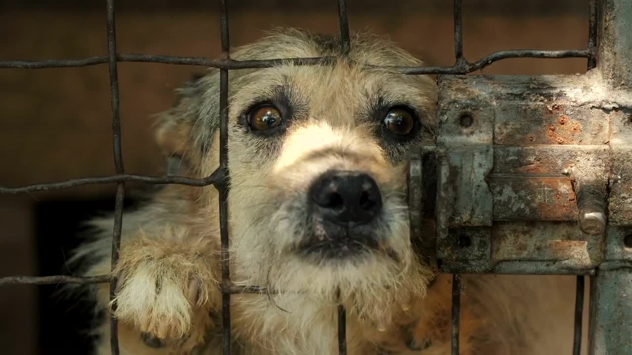 Stock Video Dog Asking For Petting Behind A Cage Live Wallpaper For PC - Free Download