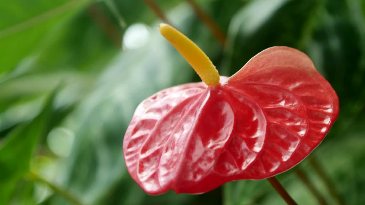 Video Stock Red Flower With Yellow Pistil In Nature Live Wallpaper Free - Free Download