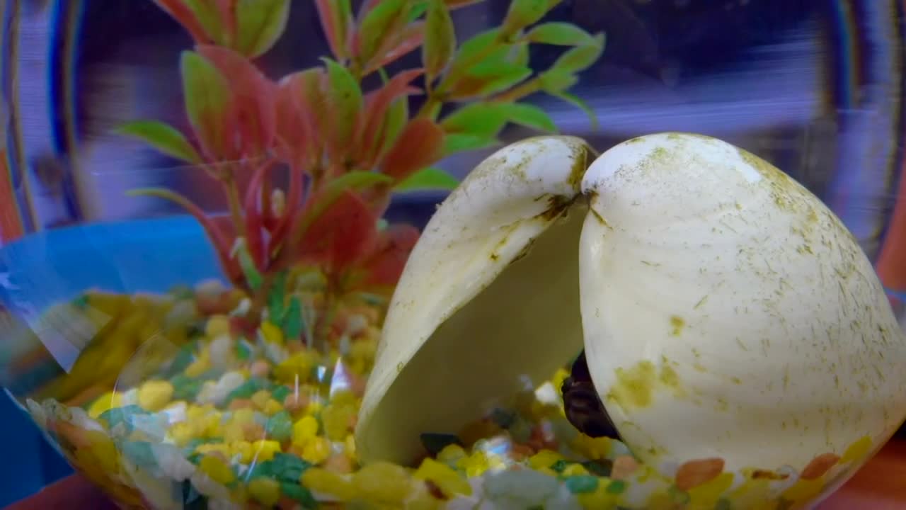 Stock Video Betta Fish In Aquarium Live Wallpaper For PC - Free Download