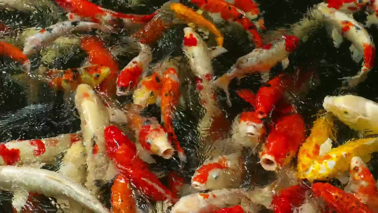 Stock Video Crowd Of Koi Fish In The Pond Live Wallpaper For PC - Free Download