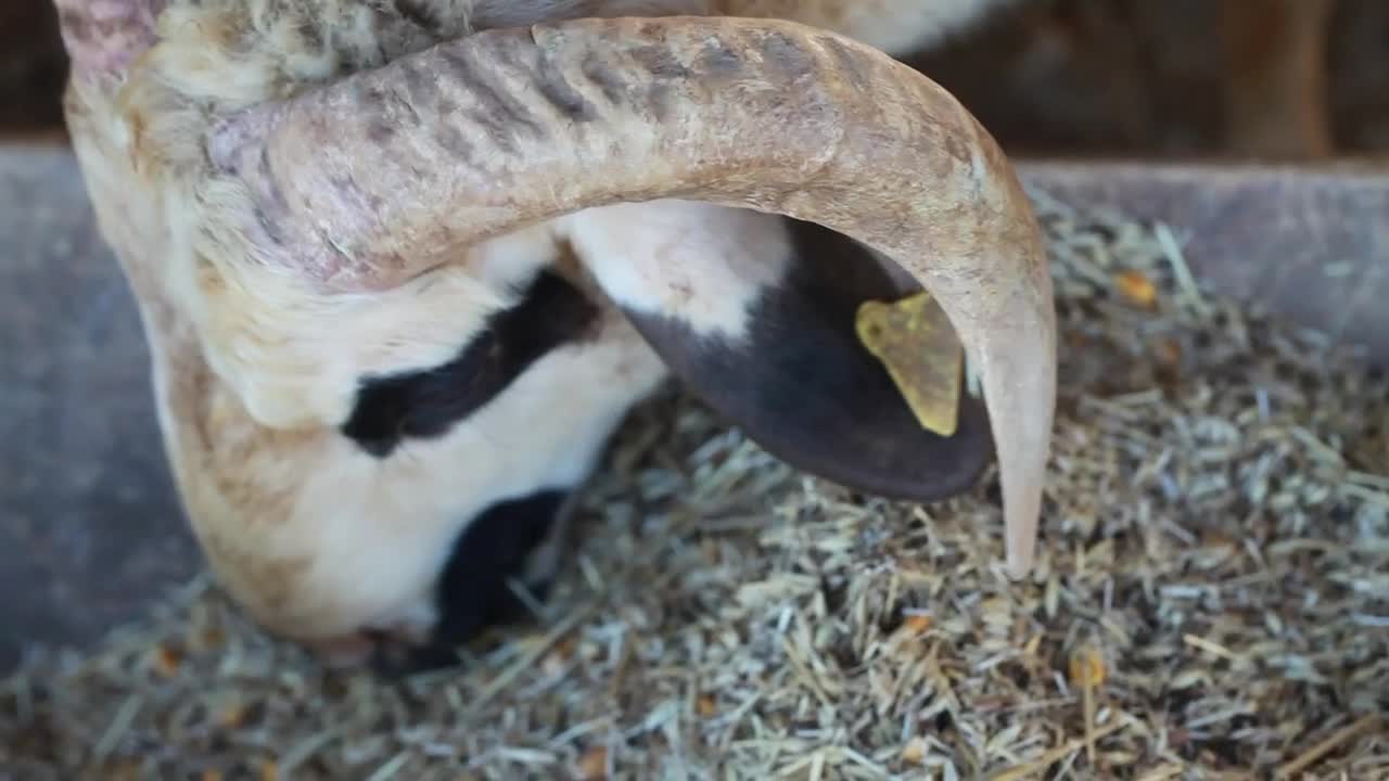 Free Stock Video Sheep Eating Very Close View Live Wallpaper - Free Download