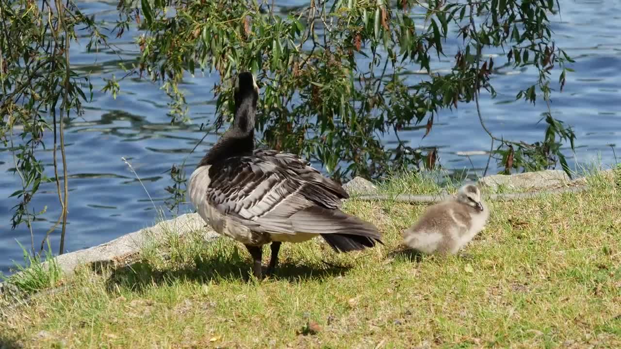 Stock Video Duck And Her Calf By A Lake Live Wallpaper For PC - Free Download