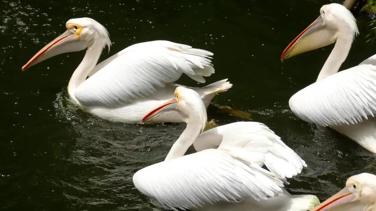 Stock Video Pelicans Swim In The Water Live Wallpaper - Free Download