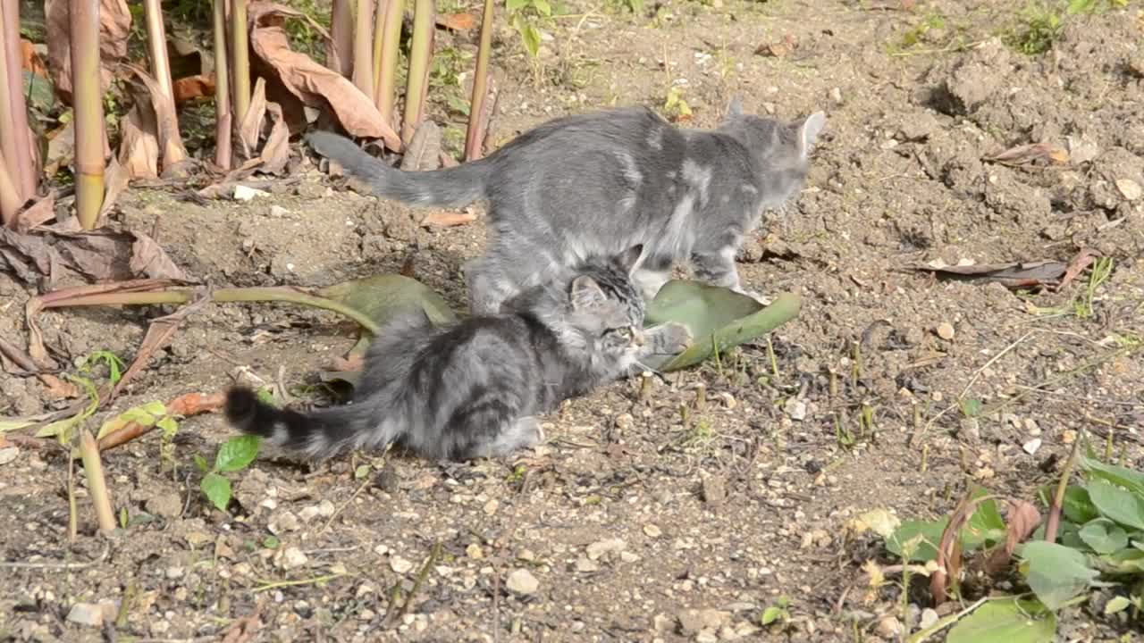 Stock Video Kittens Playing With A Leaf Animated Wallpaper - Free Download