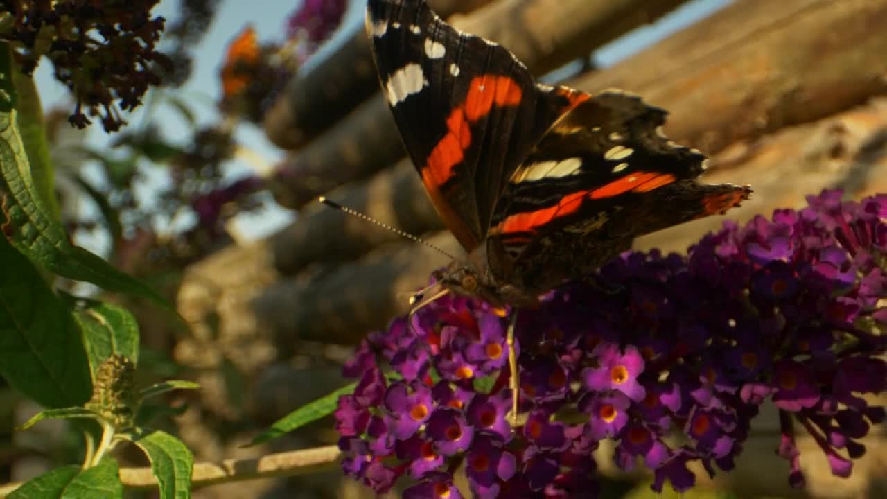 Video Stock Butterfly On A Flower Live Wallpaper For PC - Free Download