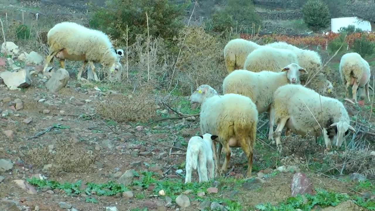 Free Stock Video Sheep And Lambs In The Countryside Live Wallpaper - Free Download