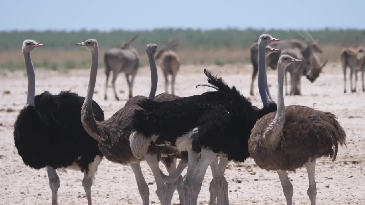 Stock Video Group Of Ostrich On A Dry Savanna Live Wallpaper For PC - Free Download