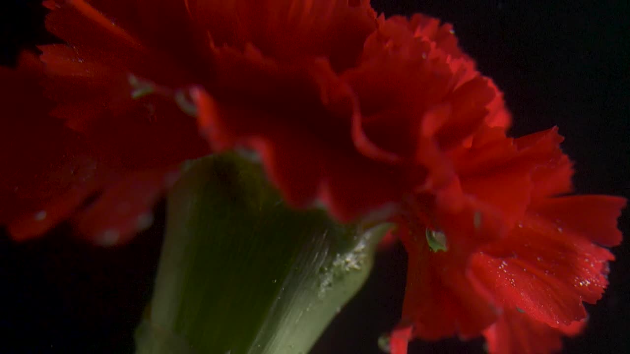 Video Stock Red Flower Underwater Live Wallpaper Free - Free Download