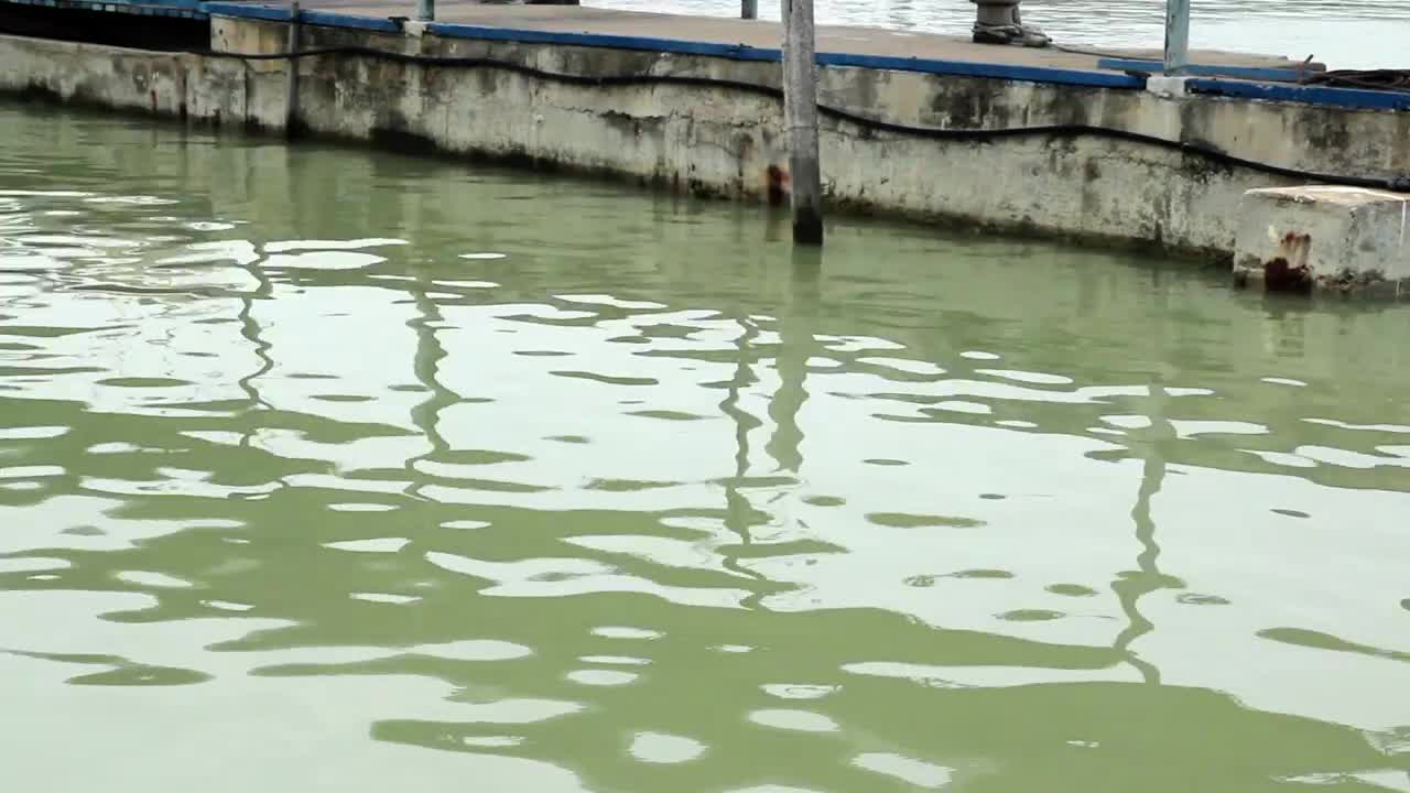 Stock Video Green Waters Of A Fishing Dock Live Wallpaper For PC - Free Download