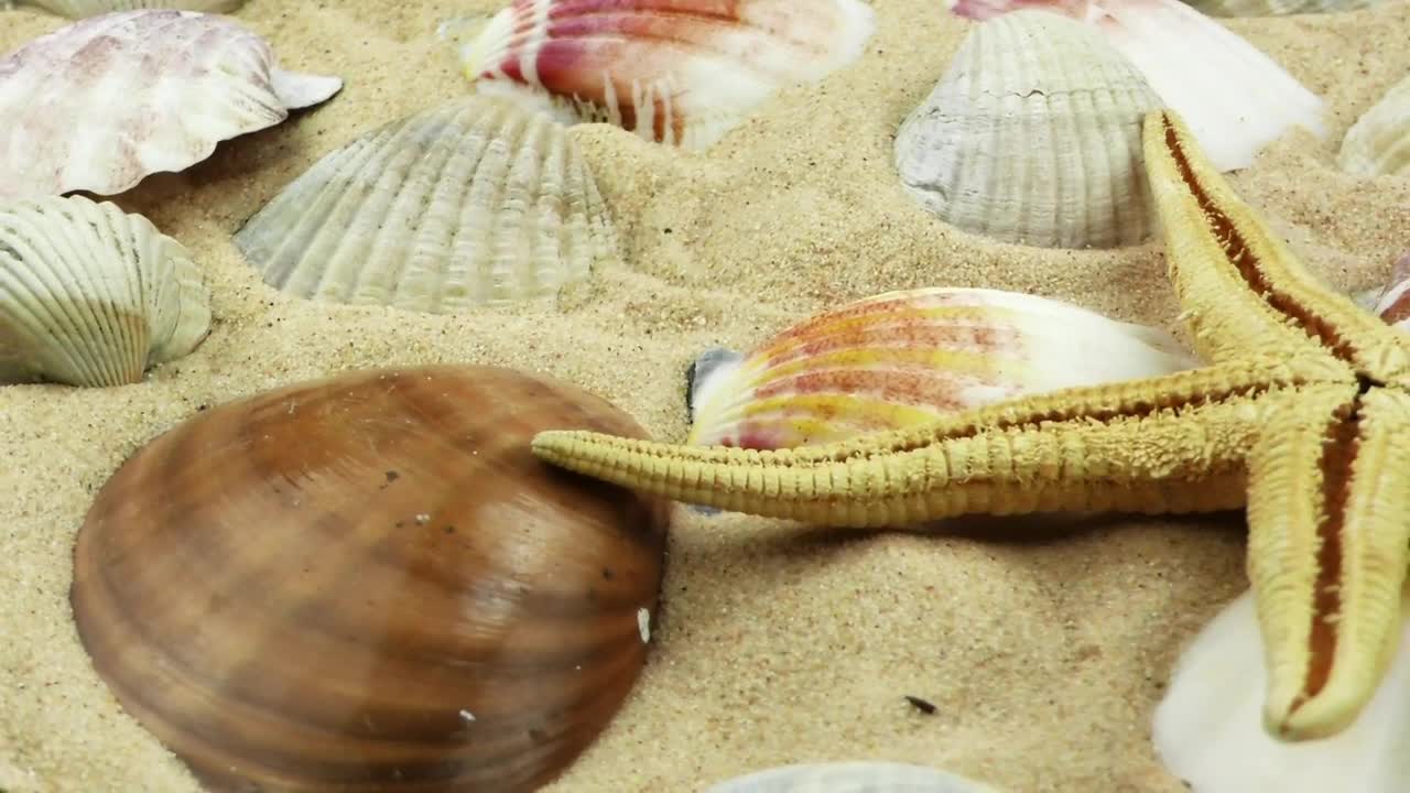 Free Video Stock Starfish And Shells On The Seabed Live Wallpaper - Free Download