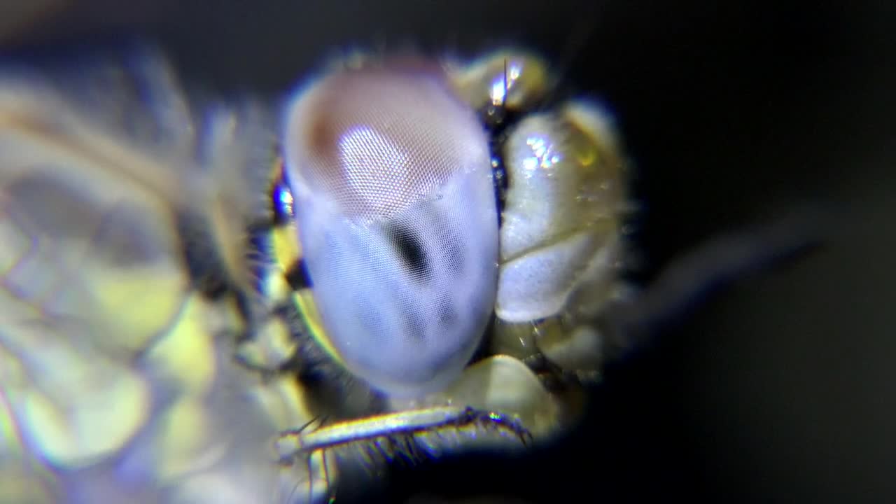 Stock Video Eye Of An Insect Close Up Live Wallpaper For PC - Free Download