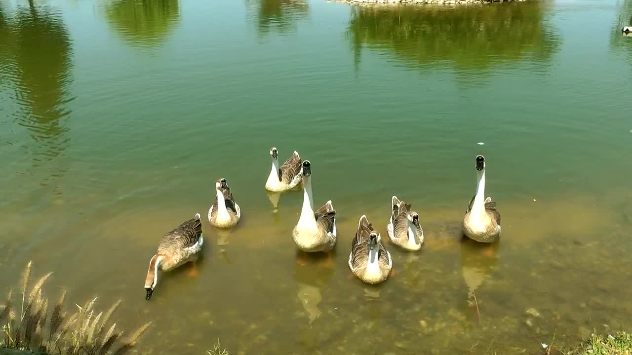 Free Video Stock swans family in a lake shore Live Wallpaper - Free Download