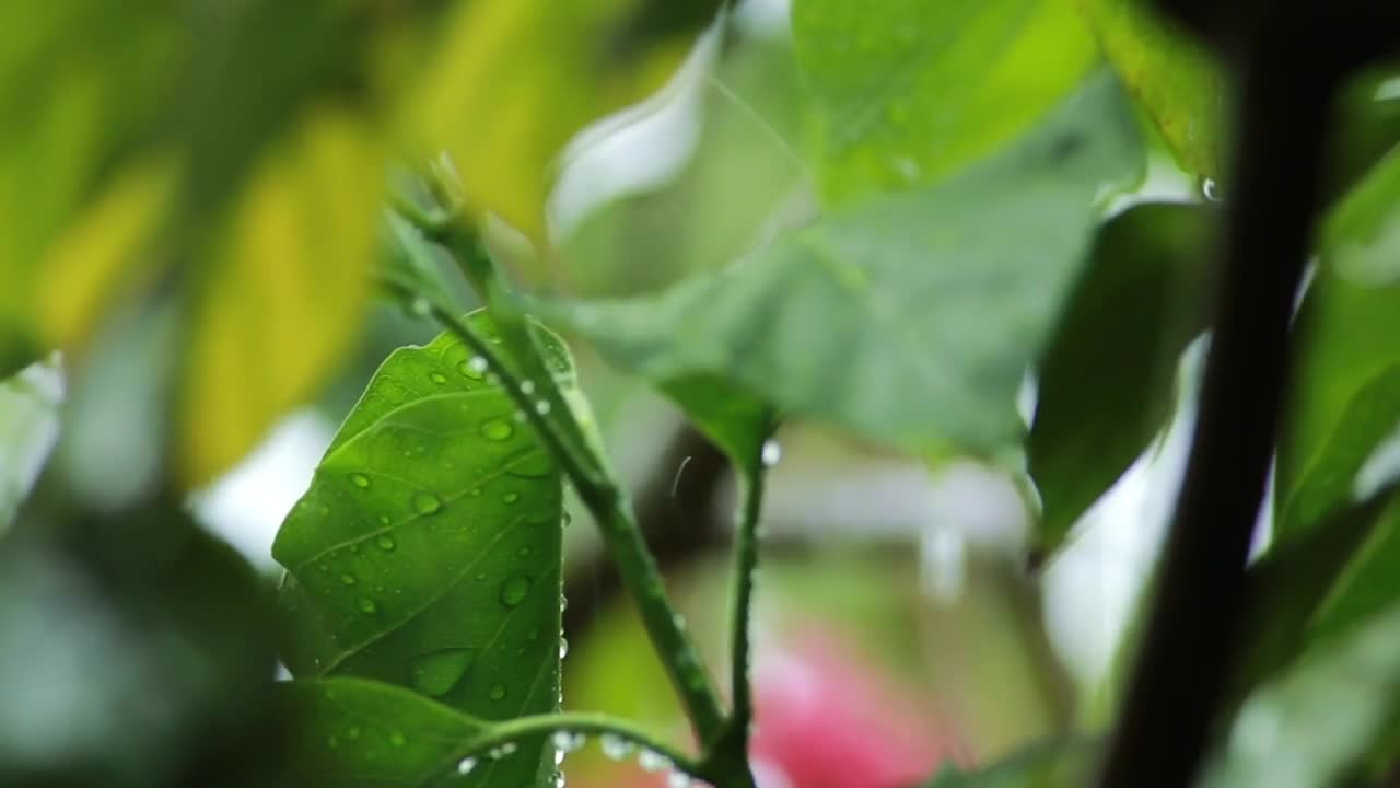 Video Stock Rain Falling Gently On Garden Leaves Live Wallpaper Free - Free Download