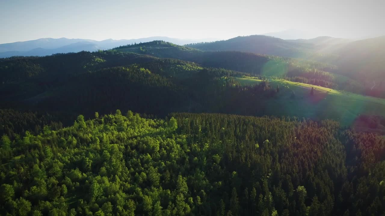 Stock Video Beautiful Forest In Summer Lit By Sunshine Live Wallpaper For PC - Free Download