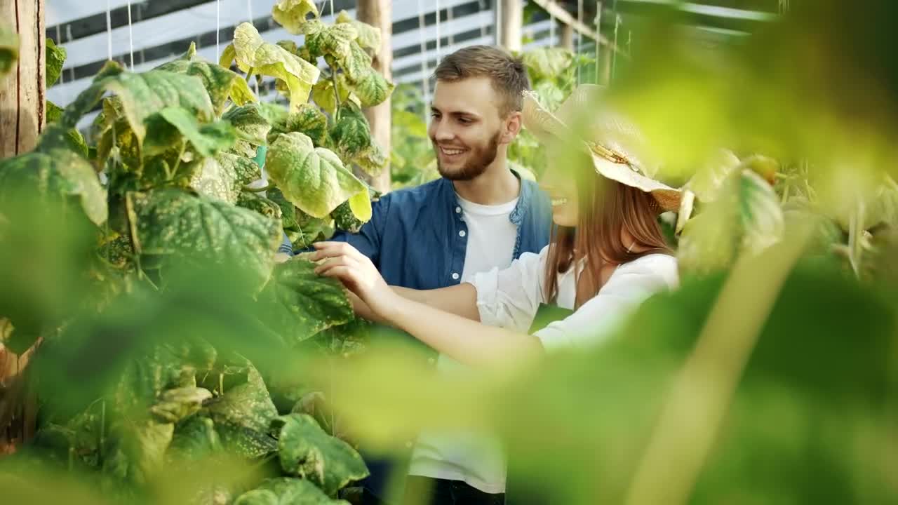 Stock Video Couple Talking About Plants In A Greenhouse Live Wallpaper For PC - Free Download